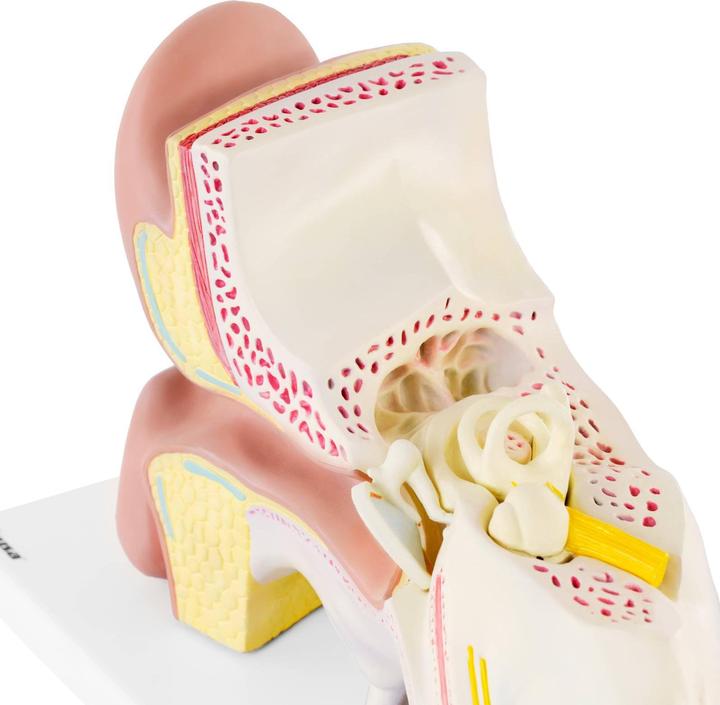 Produktbild Physa Ohrmodell Organmodell Anatomisches Modell Medizinmodell dreifache Grösse