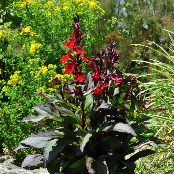 Actual product image Säntispracht The magnificent lobelia for late summer - Lobelia speciosa 'Dark Leaved Scarlet" (80 cm)