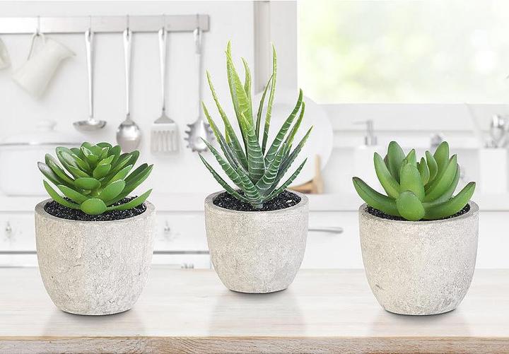 Produktbild Carlo Milano Deko-Sukkulenten-Set (5 cm)