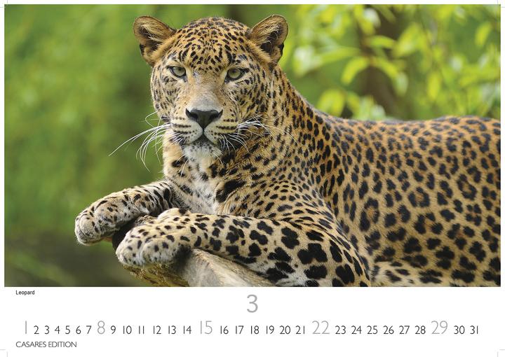 Immagine prodotto Big Cats 2026 S 24x35cm (24 x 35 cm, Tedesco)