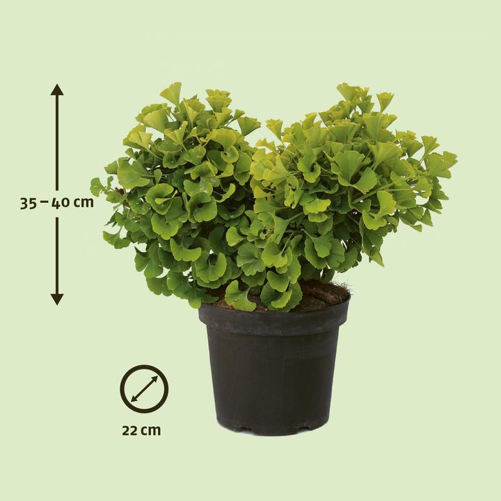 Image du produit Zulauf Ginkgo bilobé (40 cm)