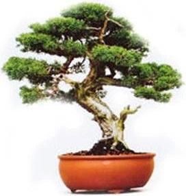 Produktbild Mags Grow it Bonsai (Pflanzensamen)