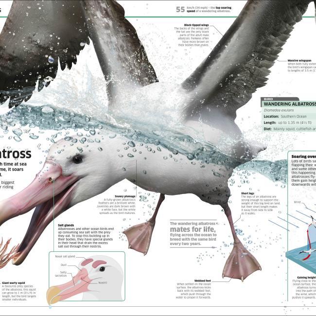 Actual product image Knowledge Encyclopedia Ocean! (English, Collectif, 2020)