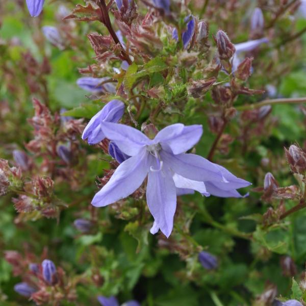 Produktbild Säntispracht Die wüchsige Hangepolster-Glockenblume - Campanula poscharskyana 'Blauranke' (20 cm)