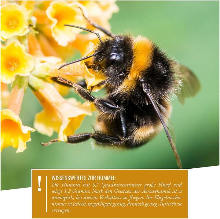 Immagine prodotto Wildtier Herz Bumblebee hotel da appendere (Calabroni)