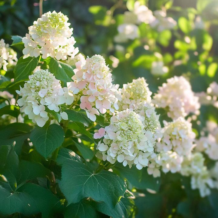 Produktbild Plant in a Box Hydrangea Paniculata 'Phantom' - 3er Set Hortensien (25 cm)