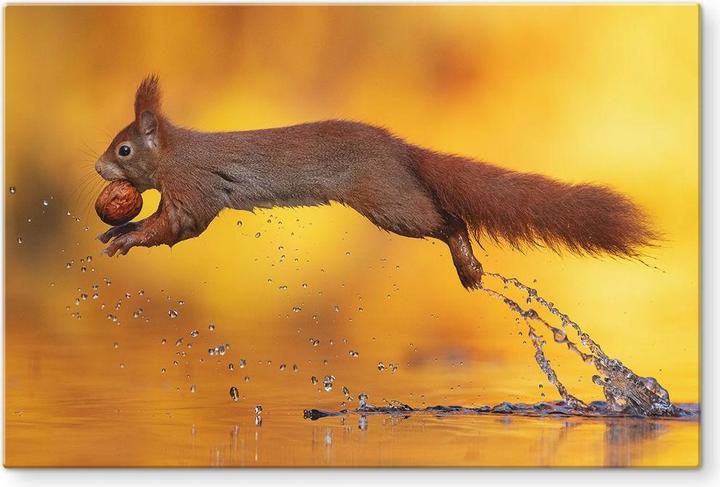 Produktbild Trenddeko van Duijn - Eichhörnchen im Sprung (40 x 60 cm)