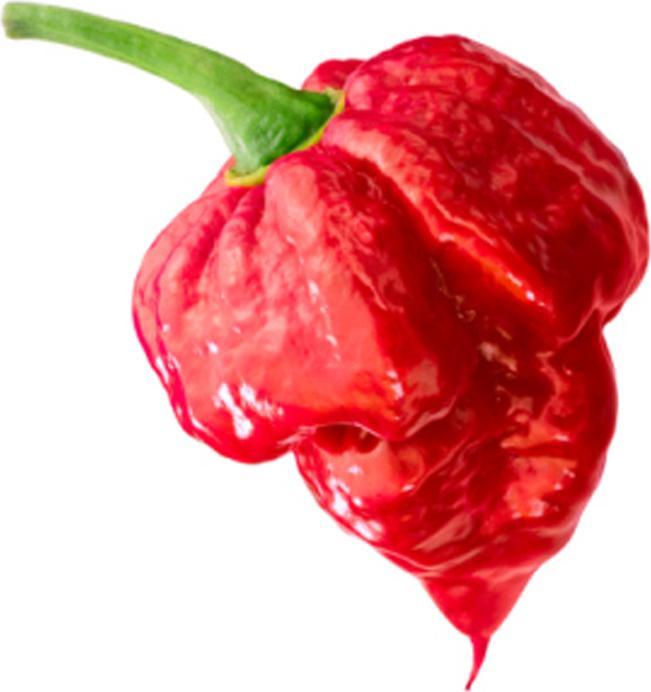 Actual product image Tropica Chilli - 'Trinidad Moruga Scorpion' Capsicum Chinensis (Vegetable seeds)