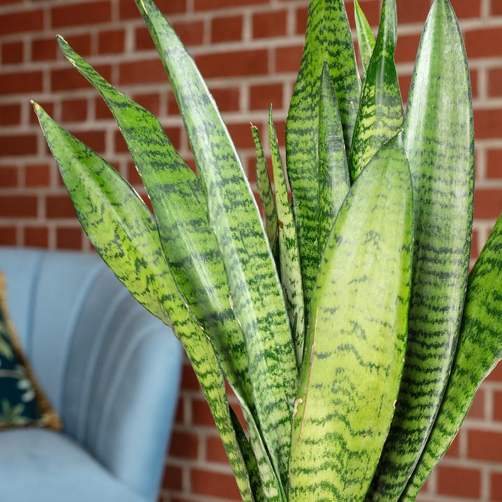 Actual product image Flowerbox Curved hemp - Sansevieria zeylanica (45 cm)