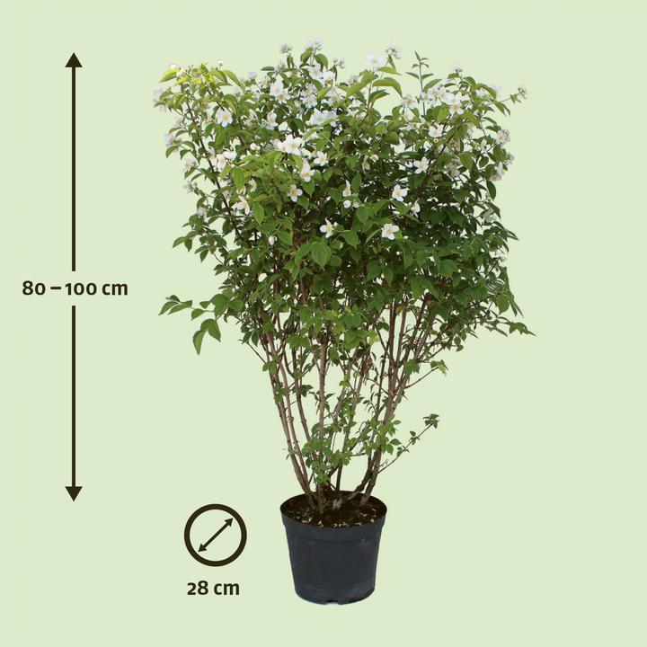 Actual product image Zulauf Pfeifenstrauch / Philadelphus coronarius (100 cm)