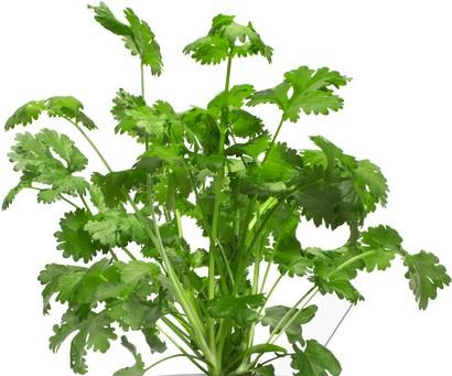 Actual product image Click and Grow coriander (Herb seeds)