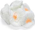 Actual product image Beeztees Coral (other items)