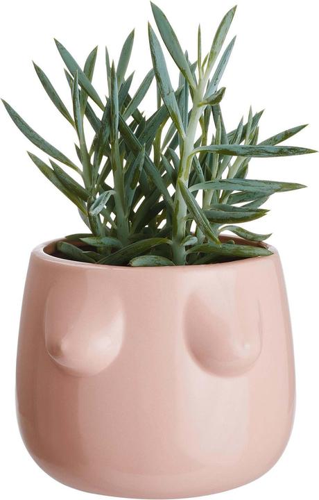 Immagine prodotto home24 Boobies (16 cm)