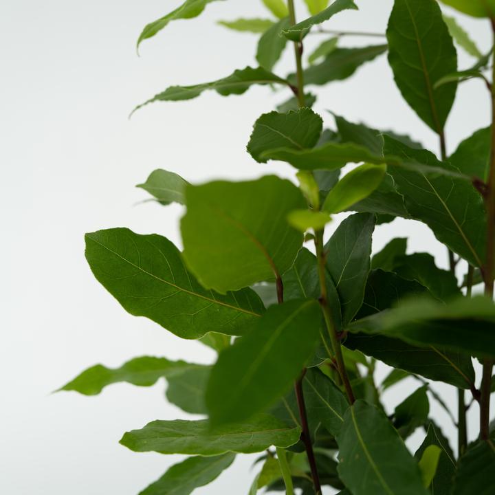 Produktbild Plant in a Box Laurus nobilis Laurus nobilis - Lorbeerstrauch (30 cm)