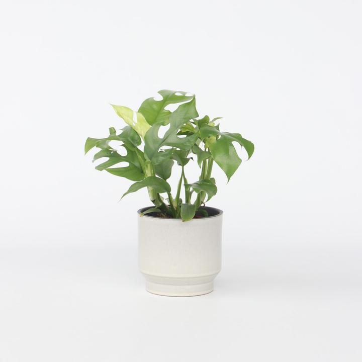 Produktbild Plant in a Box Rhaphidophora Tetrasperma - Monstera Minima (20 cm)