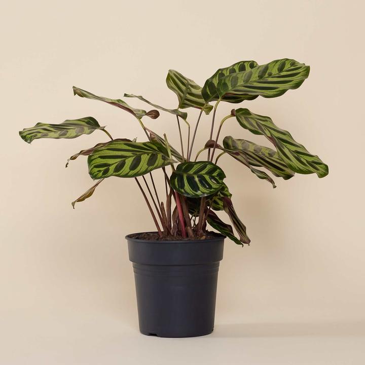 Produktbild Mary and Plants Calathea Makoyana mit Terrakotta Topf (25 cm)