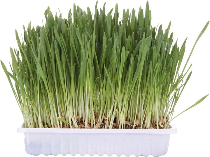 Trixie Erba di gatto (Senior, Adulto, 1 pz., 100 g)