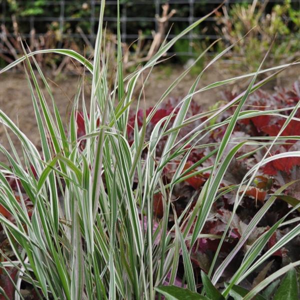 Image du produit Säntispracht Le Pâturin des champs blanc et rayé, compact - Calamagrostis acutiflora 'Overdam (120 cm)