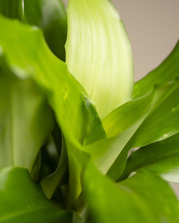 Produktbild feey Drachenbaum (55 cm, Frisch umgetopft)