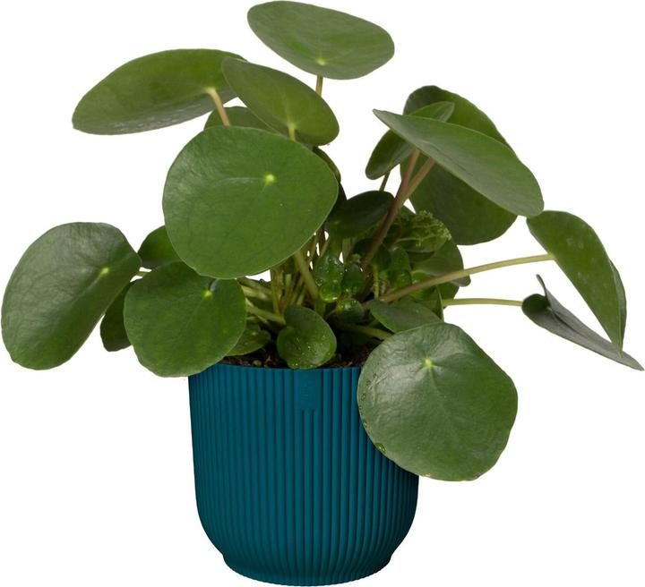 Image du produit Elho Pliage des vibrations (18.35 cm)