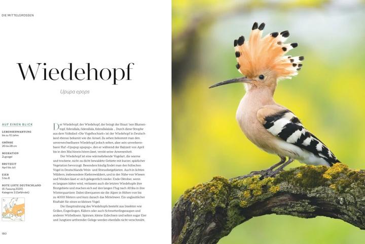 Produktbild Die magische Welt unserer Vögel (Deutsch, Matthias Futterer, Hannes Bonzheim, 2022)