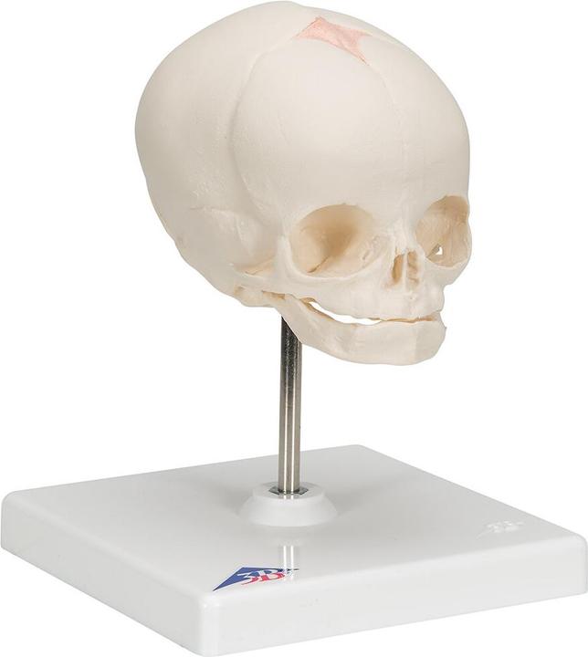 Produktbild 3B Scientific Fetus Schädel Modell, auf Stativ