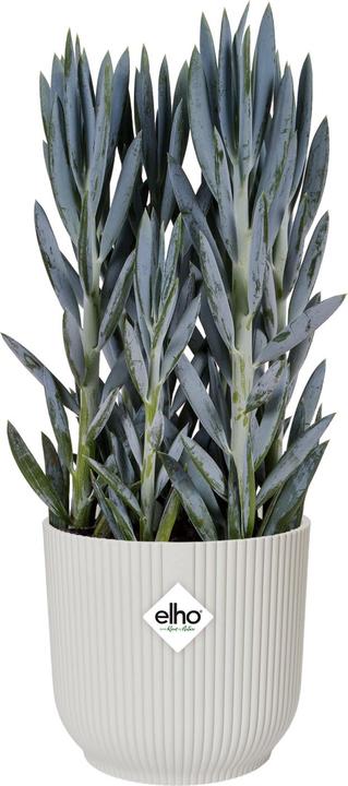 Immagine prodotto Elho Vibes Fold (25 cm)