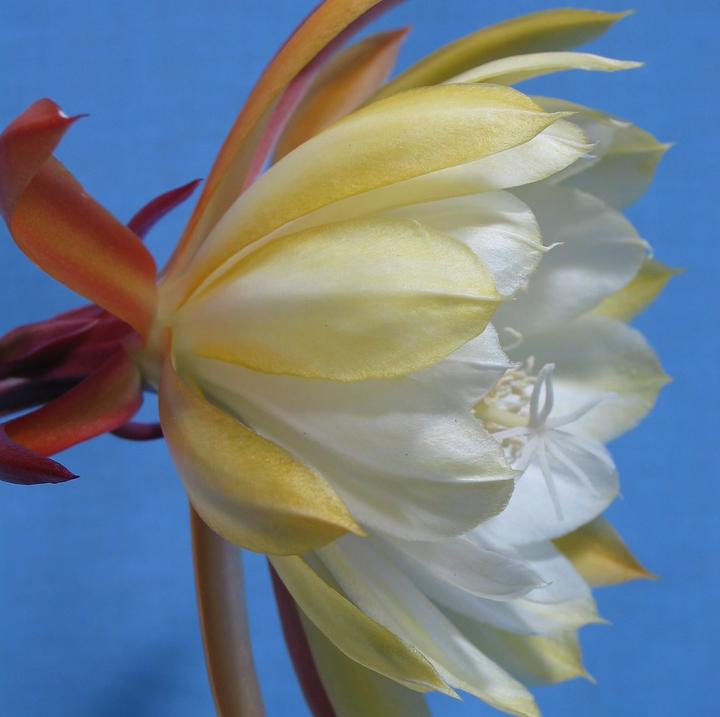 Immagine prodotto Kakteen Gautschi Epiphyllum fiore bianco (45 cm)