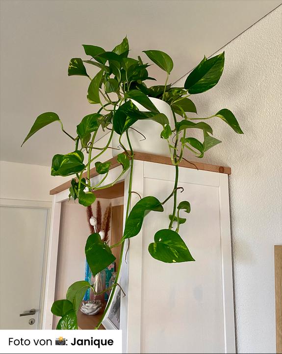 Produktbild feey Grosse Efeutute (70 cm, Frisch umgetopft)