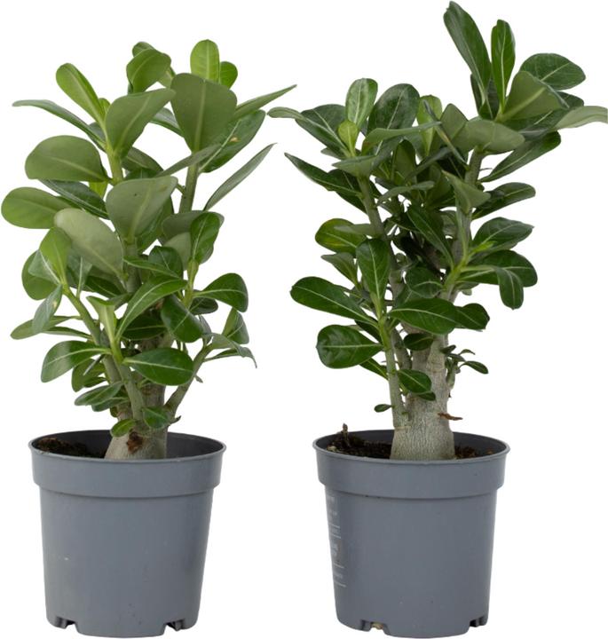 Image du produit Plant in a Box Adenium Obesum (25 cm)