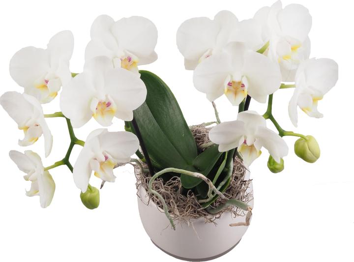 Immagine prodotto Migros Ostschweiz Ciotola per orchidee media (40 cm)