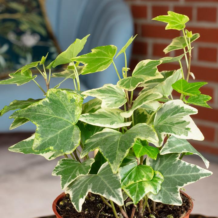 Actual product image Flowerbox Common ivy colourful - height ca. 15 cm, pot-Ø 9 cm - Hedera helix (15 cm)
