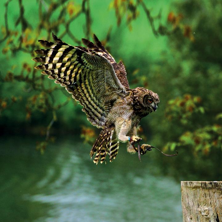 Produktbild Magic Owls 2023 (30 x 30 cm, Harter Einband, Spanisch, Französisch, Tschechisch, Italienisch, Niederländisch, Polnisch, Deutsch, Englisch)