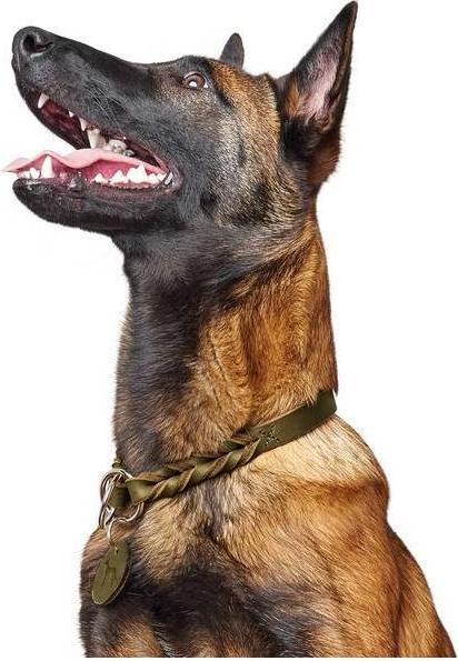 Produktbild Hunter Dressurhalsung Solid Education (45, 46, 47, 48, 49, 50, Hund, Hundesport)