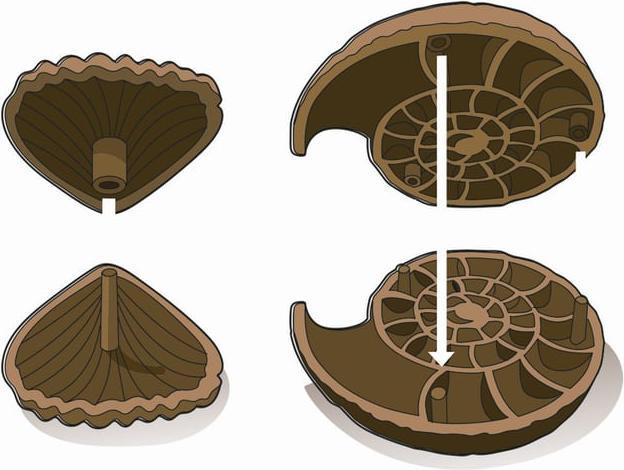 Produktbild Clementoni Austrabungs-Set Fossilien & Mineralien