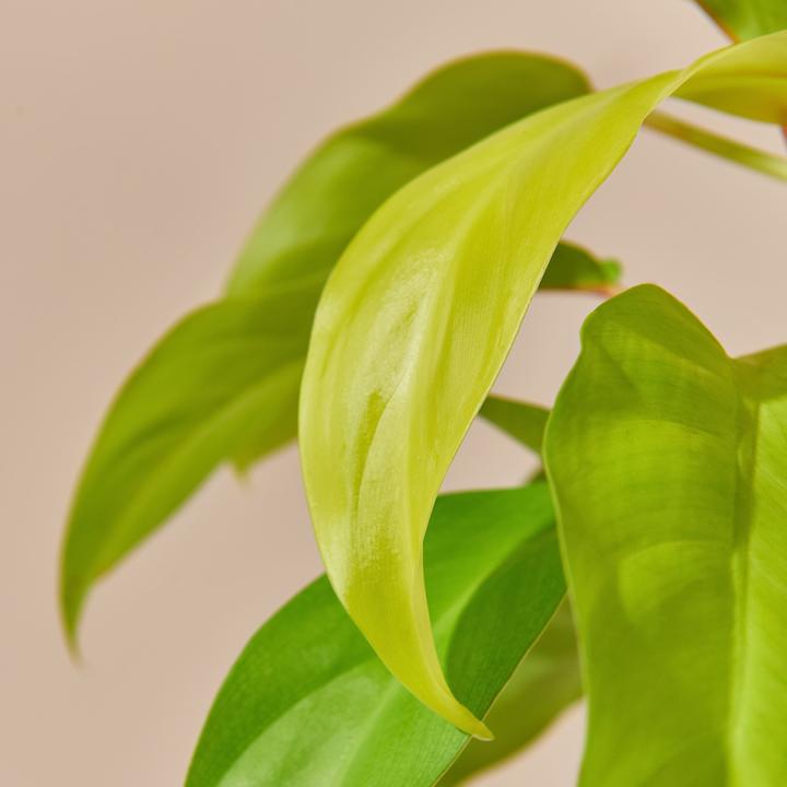 Produktbild Mary and Plants Lemon Ron (35 cm)