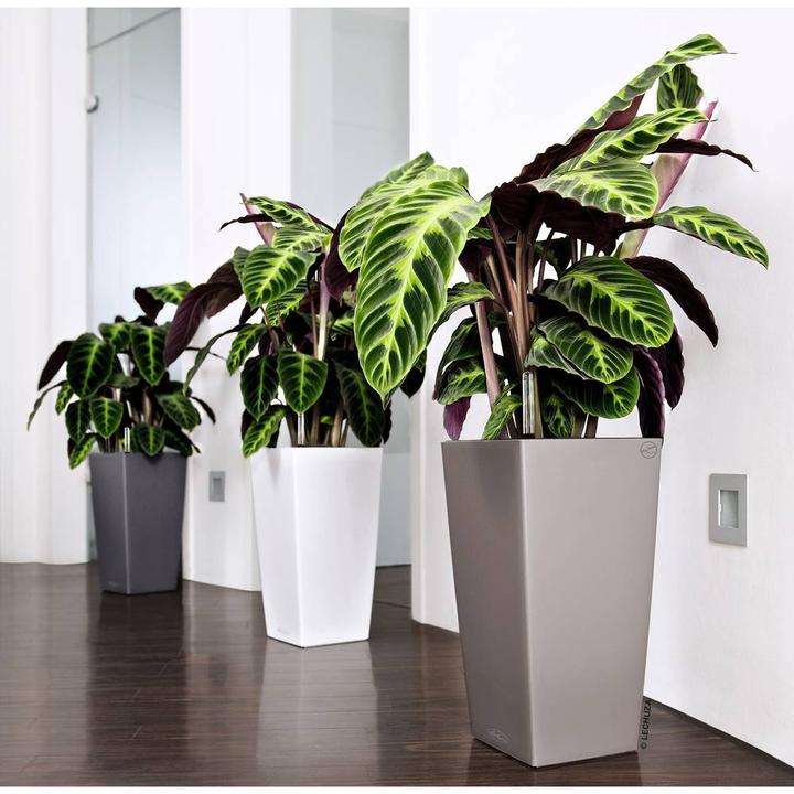 Actual product image Lechuza cubico (39.50 cm)
