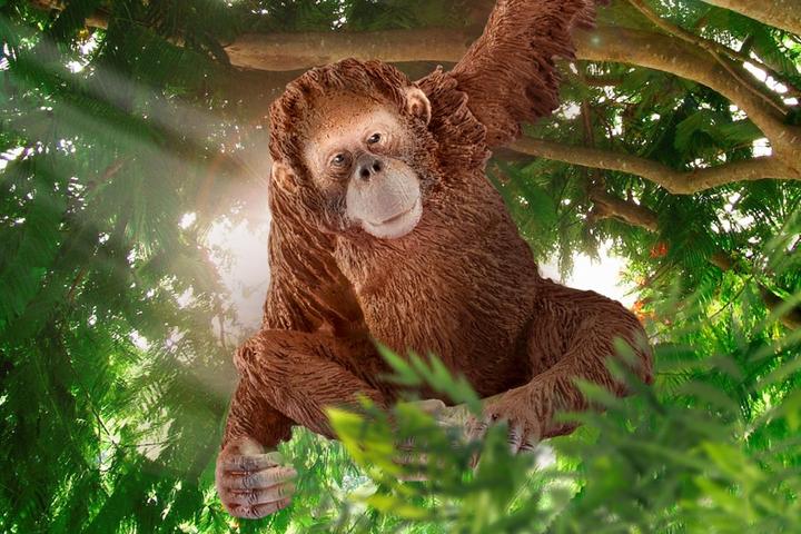 Actual product image Schleich female orangutan