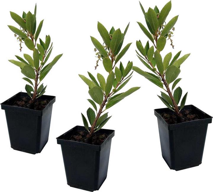 Image du produit Plant in a Box Arbutus Unedo - Set de 3 arbousiers (25 cm)