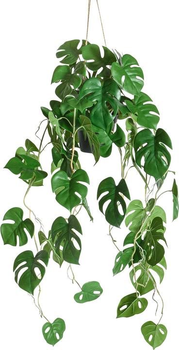 Botanic-Haus Philodendron (86 cm)