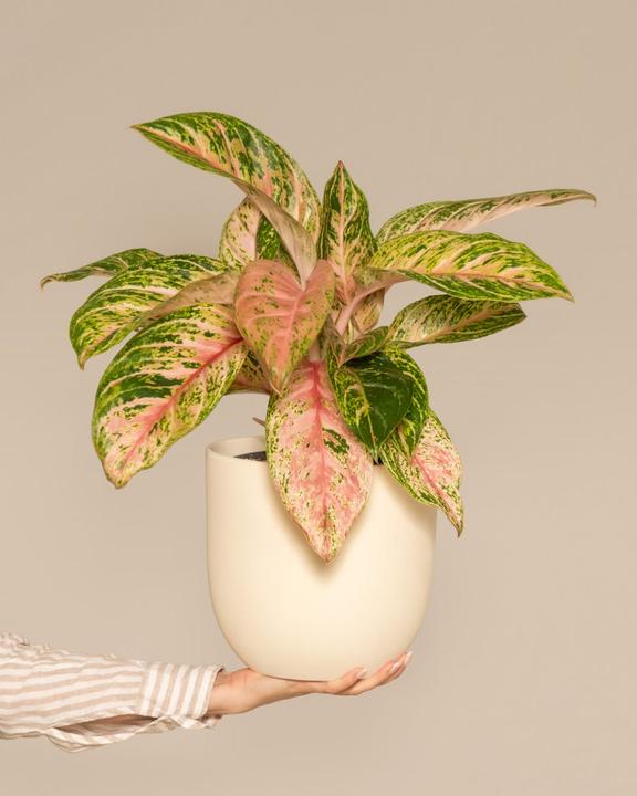 Produktbild feey Aglaonema Cocomelon (60 cm, Frisch umgetopft)