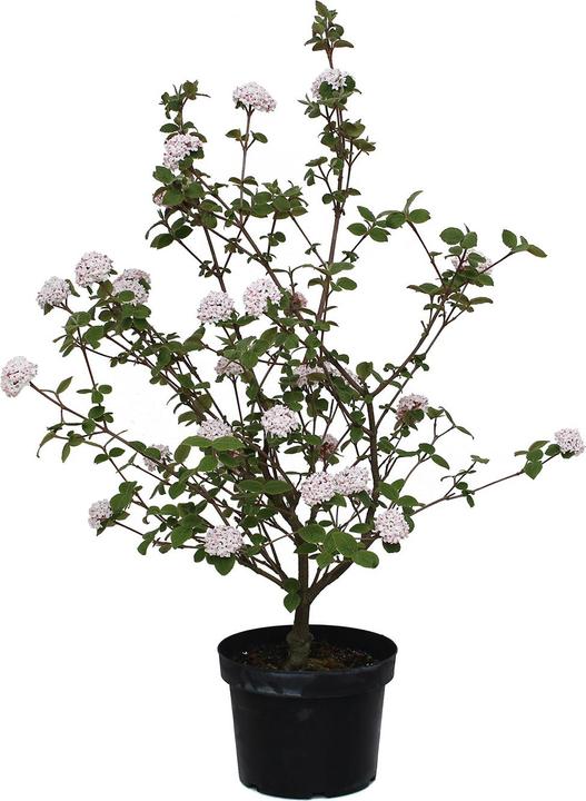 Actual product image Zulauf Koreanischer Duft-Schneeball / Viburnum carlesii 'Aurora' (80 cm)
