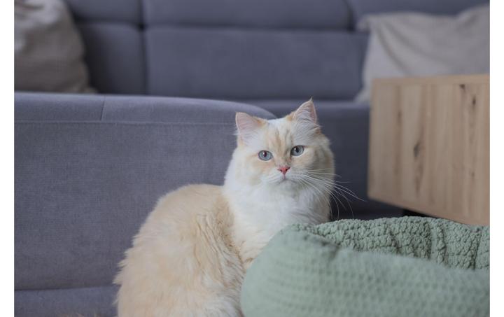 Produktbild Kerbl Kuschelbett Anne für Katzen (Katze)