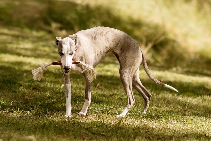 Immagine prodotto Swaggin Tails Osso di cane - (SW01-116) (Cucciolata di cane giocattolo)