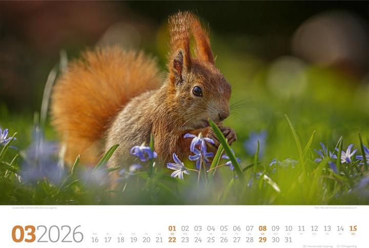 Image du produit Tierwelt Wald Kalender 2026 (45 x 33 cm, Couverture rigide, Allemand)