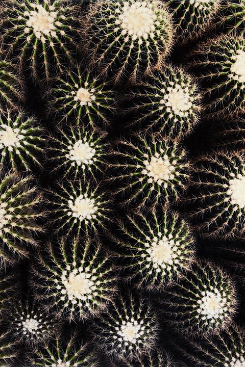 Immagine prodotto Sula Cactus (120 x 180 cm)