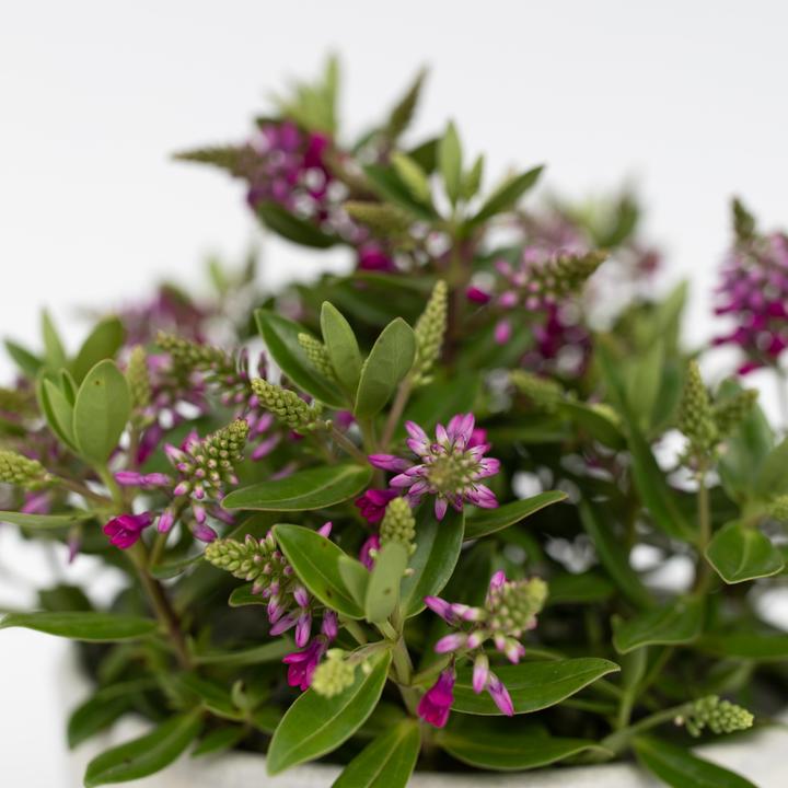 Produktbild Plant in a Box Hebe All Blooms 'Samona' - (30 cm)