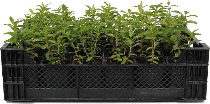 Image du produit Zulauf Hypericum calycinum / Grossblütiges Johanniskraut (10 cm)