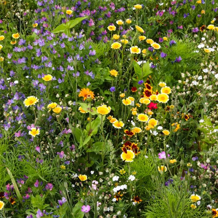 Produktbild Die Stadtgärtner Samenbomben Bienenschmaus (Blumensamen)