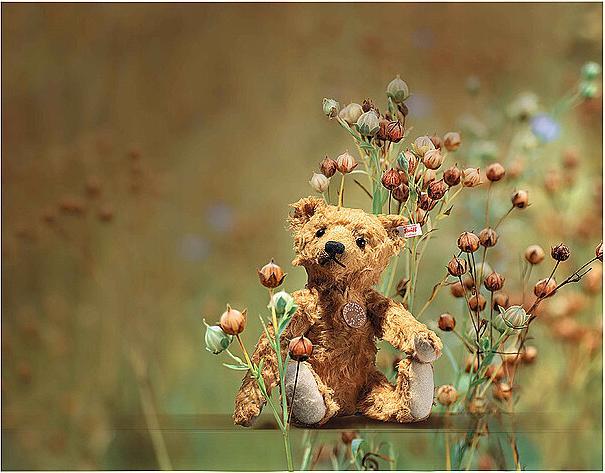 Actual product image Steiff Teddies for tomorrow Linus teddy bear, reddish brown (35 cm)